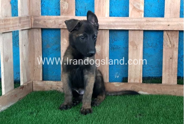 --malinois-72_6