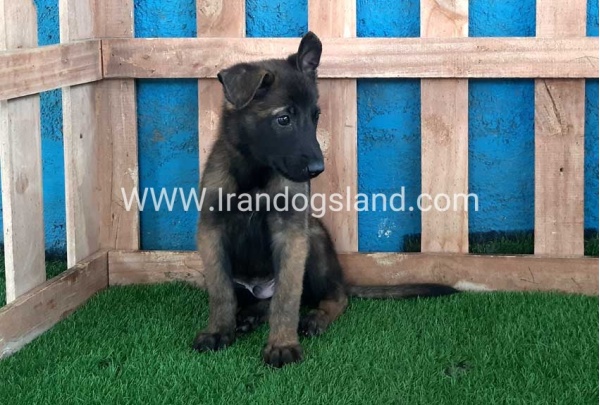 --malinois-72_7