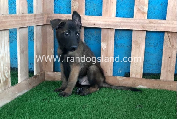 --malinois-72_8