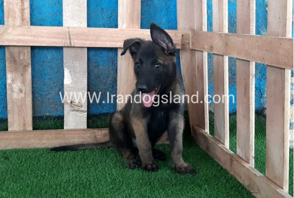--malinois-72_9