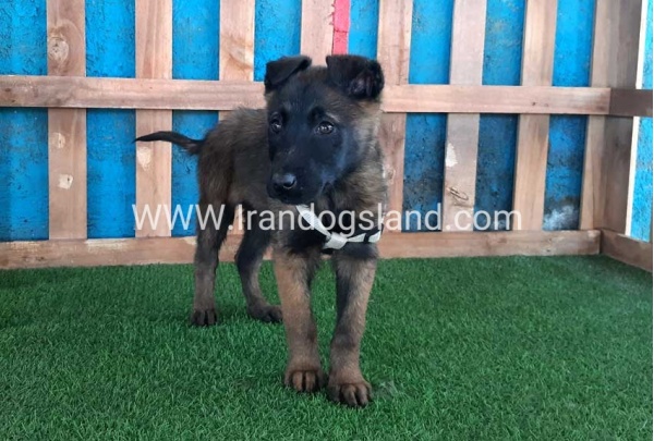 --malinois55_1