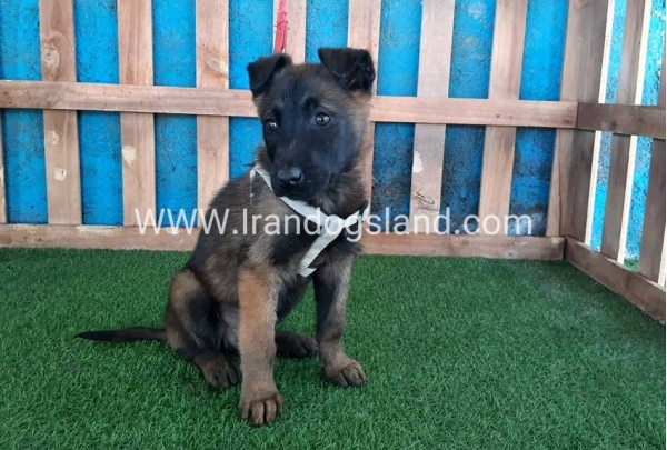 --malinois55_10