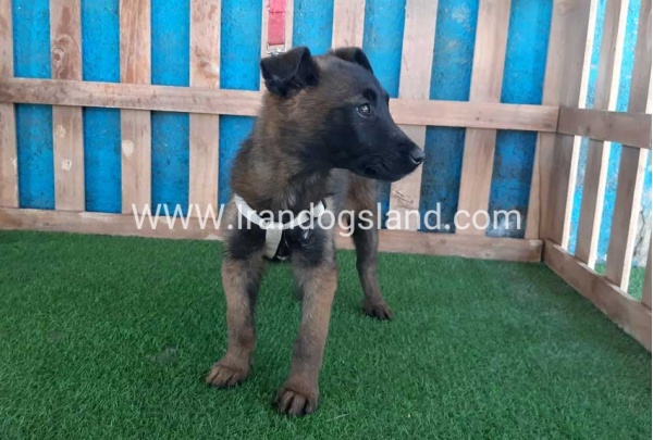 --malinois55_2