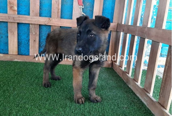 --malinois55_3