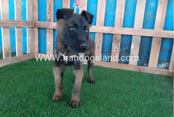 --malinois55_4