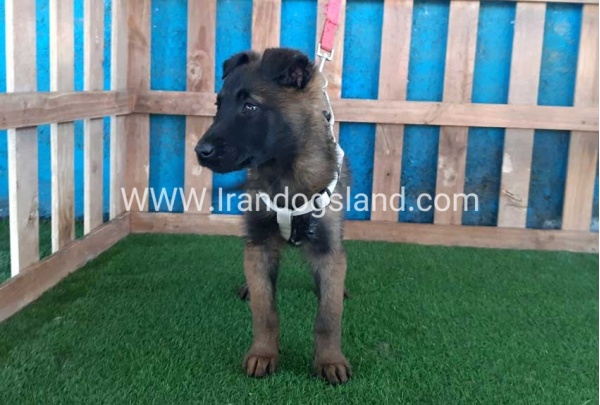 --malinois55_5