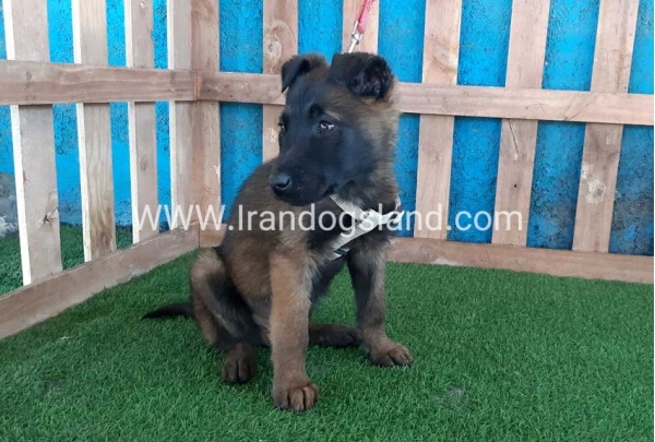 --malinois55_6