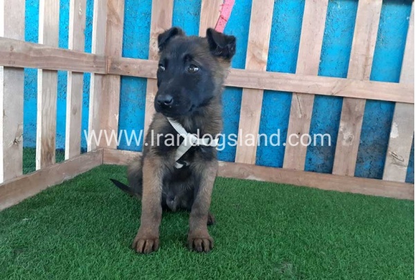 --malinois55_7