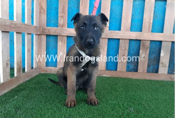 --malinois55_8