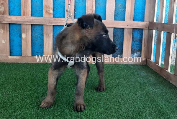 --malinois55_9