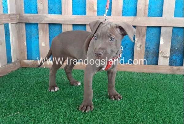 --pitbull-32_10