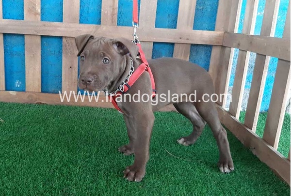 --pitbull-32_8
