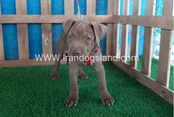 --pitbull-33_12
