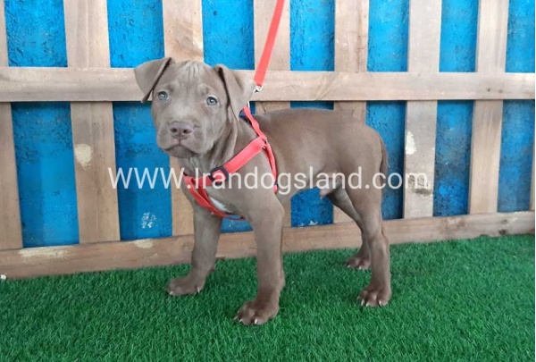 --pitbull-33_4