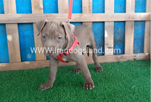 --pitbull-33_5