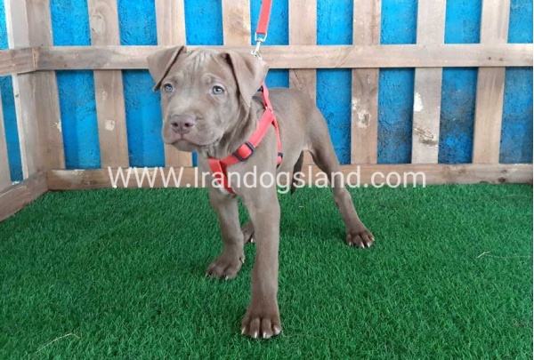 --pitbull-33_6