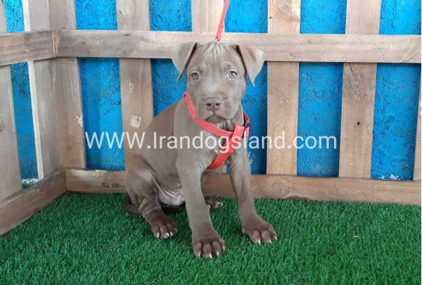 --pitbull-33_8
