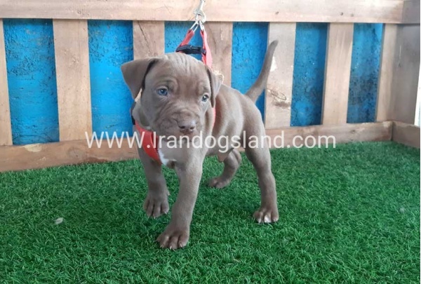 --pitbull-36_10