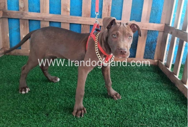 --pitbull-43_11_324762304