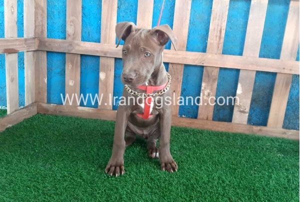 --pitbull-43_1_1875993254