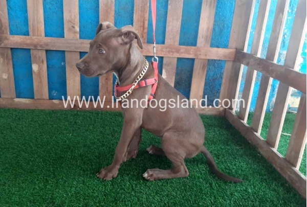 --pitbull-43_2_1085024997