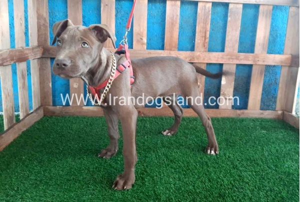 --pitbull-43_4_684142034