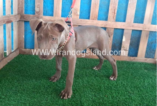 --pitbull-43_7_449207198