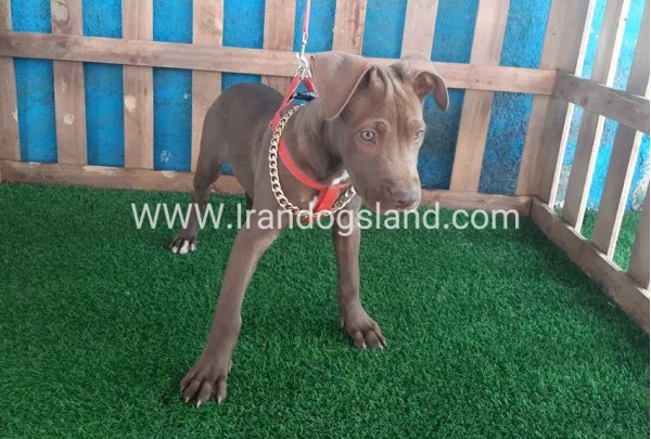 --pitbull-43_8_1759938903