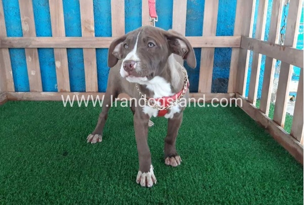 --pitbull-51_10