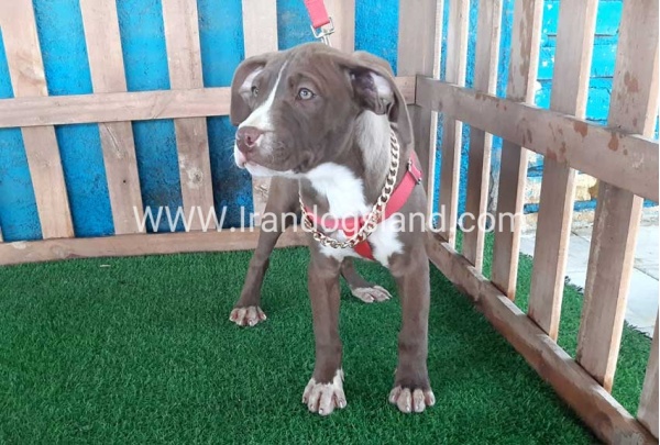 --pitbull-51_4
