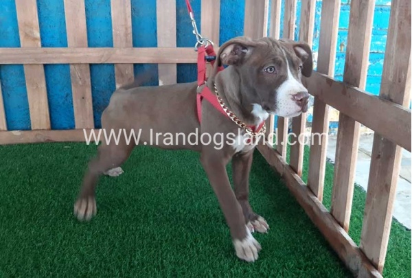 --pitbull-51_8