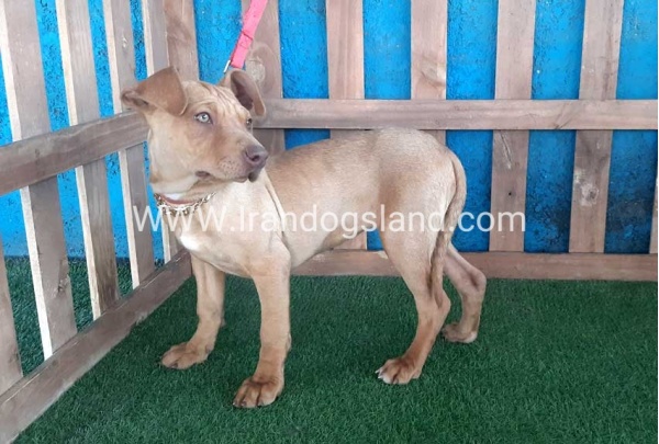 --pitbull-59_4