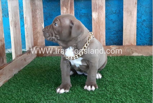 --pitbull-60_11