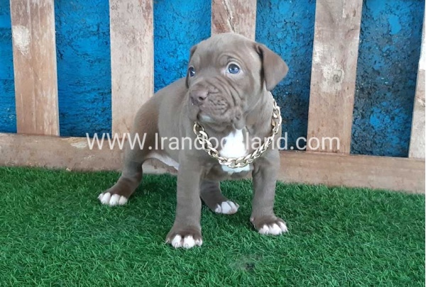 --pitbull-60_6