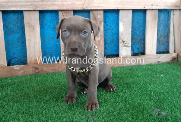 --pitbull-64_10