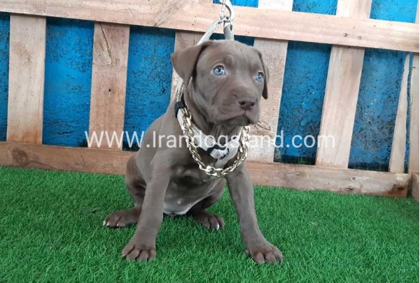 --pitbull-64_4