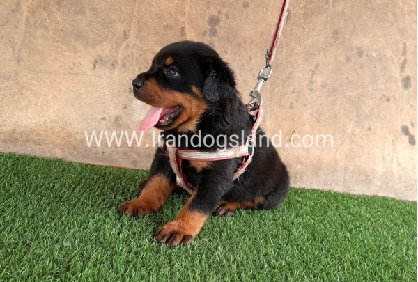 --rottweiler-21_1