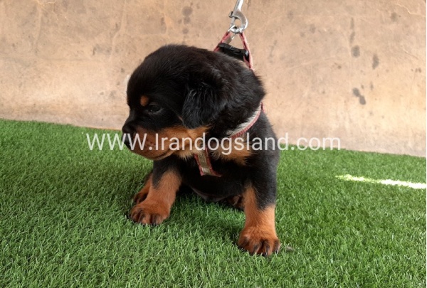 --rottweiler-21_10