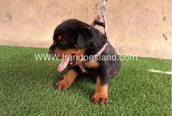--rottweiler-21_11