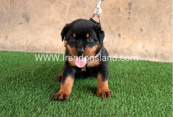--rottweiler-21_12