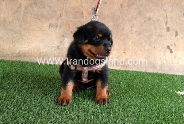 --rottweiler-21_2