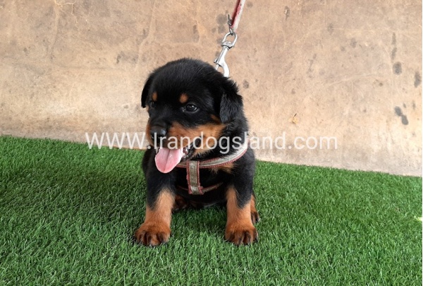 --rottweiler-21_3