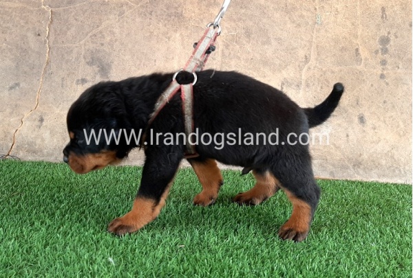 --rottweiler-21_4