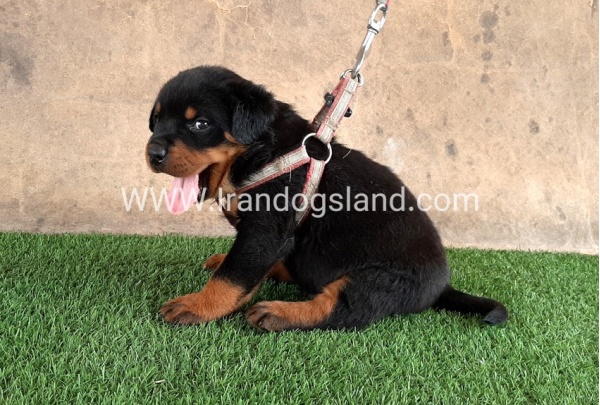 --rottweiler-21_5