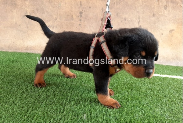 --rottweiler-21_6