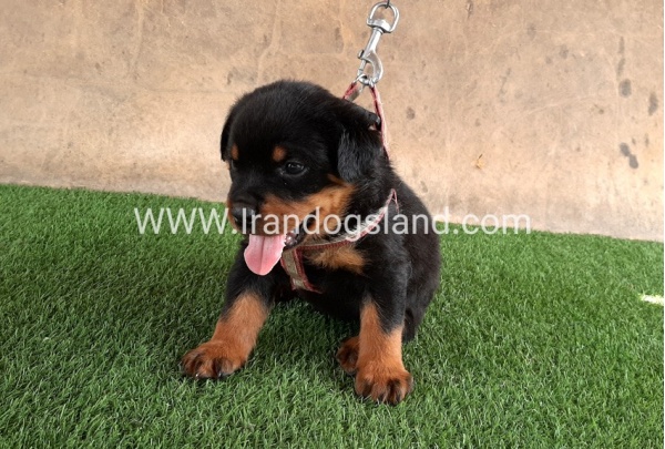--rottweiler-21_7