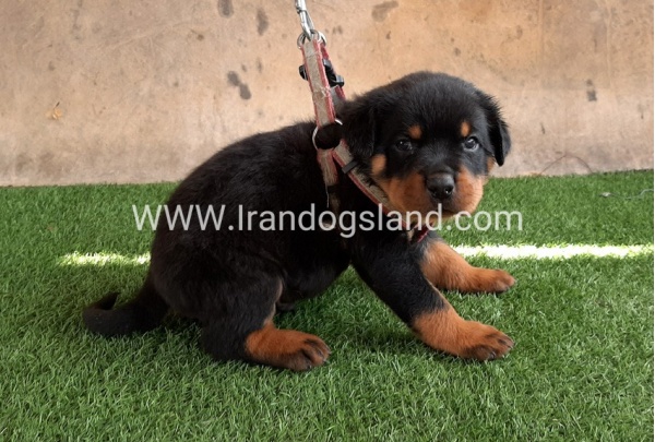 --rottweiler-21_8
