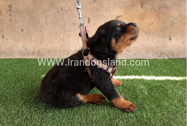 --rottweiler-21_9