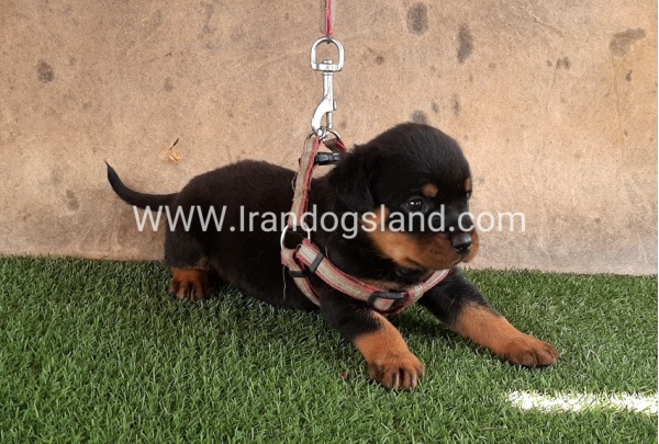 --rottweiler-22_1