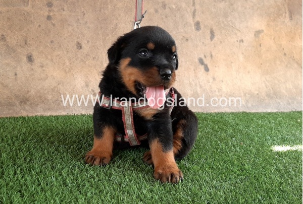 --rottweiler-22_10